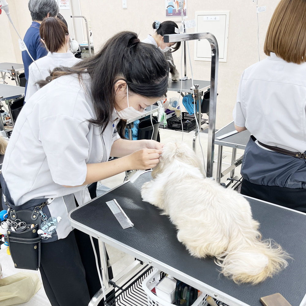 ☆学校犬と一緒にトリミング実習☆